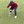 Gerard T